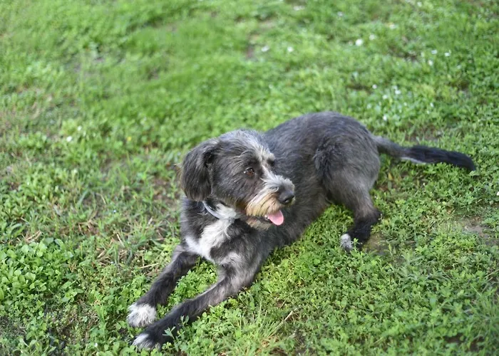 Capannone111 住宿加早餐酒店 迪拉文纳卡斯蒂利奥内