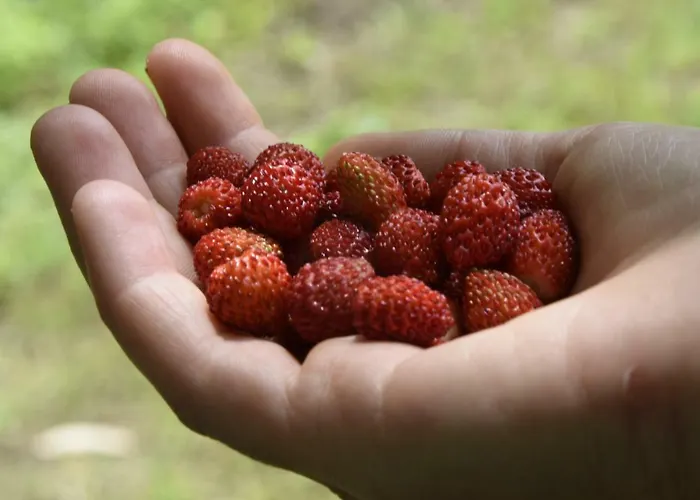 Capannone111 住宿加早餐酒店 3*